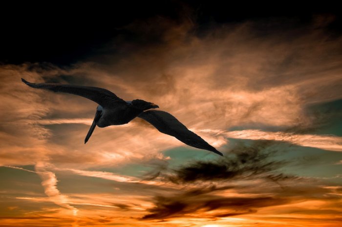 Pelican Sunset Clouds Nature Wildlife Sky Flying